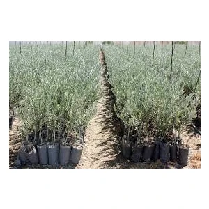 Akran Tarım Akrantarım Tüplü Gemlik Zeytin Fidanı 100-140 cm
