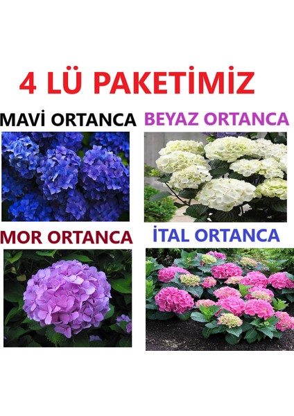 1 Adet Ital 1 Adet Mavi 1 Adet Mor 1 Adet Beyaz Ortanca Fidanı Tüplüdür
