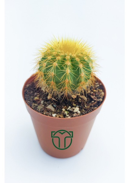 Toptan Kaktüs Notocactus Leninghausii 5.5 cm Saksıda