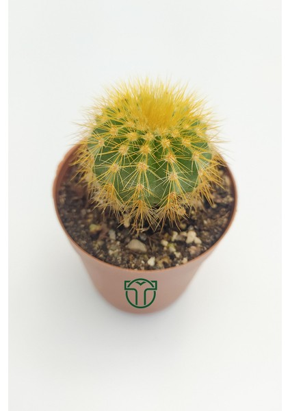 Toptan Kaktüs Notocactus Leninghausii 5.5 cm Saksıda