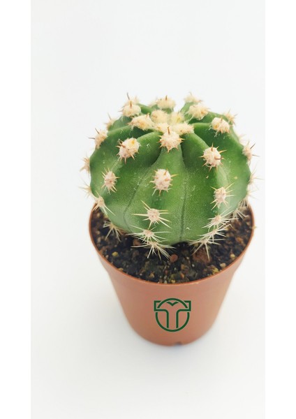 Toptan Kaktüs Echinopsis Subdenudata Beyaz Çiçekli Kaktüs 5.5 cm Saksıda