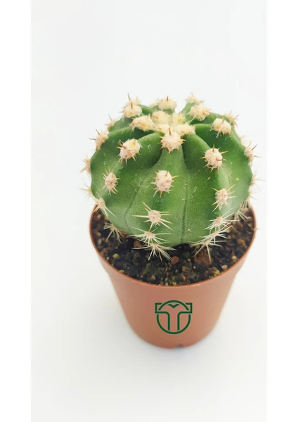 Toptan Kaktüs Echinopsis Subdenudata Beyaz Çiçekli Kaktüs 5.5 cm Saksıda