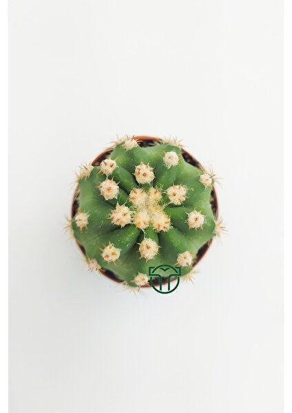 Toptan Kaktüs Echinopsis Subdenudata Beyaz Çiçekli Kaktüs 5.5 cm Saksıda