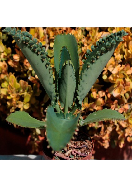 Aşkın Gözyaşı Çiçeği Mini (Kalanchoe Daigremontiana)