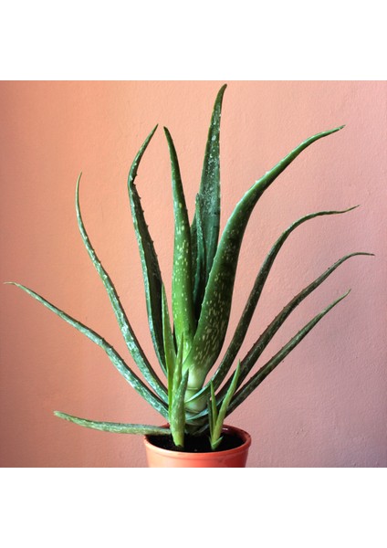Aloe Vera Bitkisi - 40-52 cm Uzunlukta - Üretim saksı ile birlikte