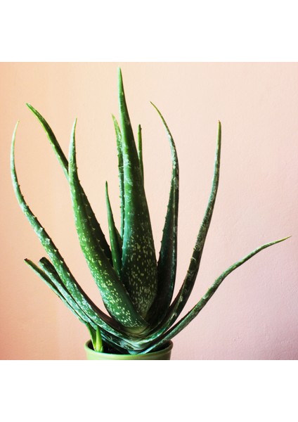 Aloe Vera Bitkisi - 40-52 cm Uzunlukta - Üretim saksı ile birlikte fiyatları