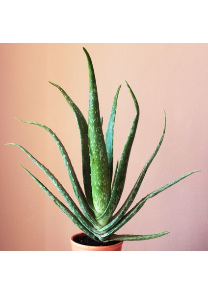 Aloe Vera Bitkisi - 40-52 cm Uzunlukta - Üretim saksı ile birlikte modelleri