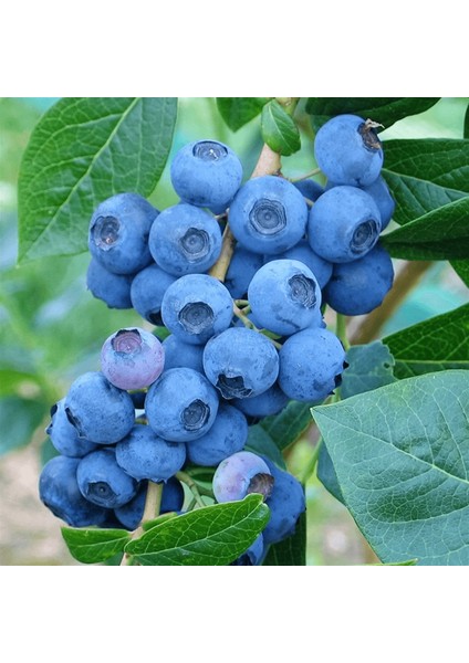 Denise Blue Yaban Mersini