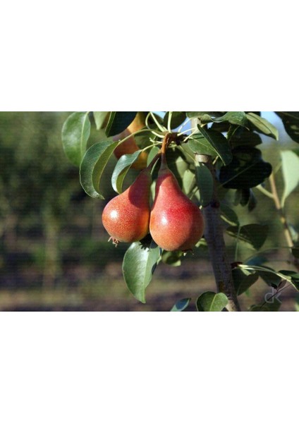 Carmen Armut fiyatları