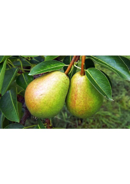 Carmen Armut modelleri