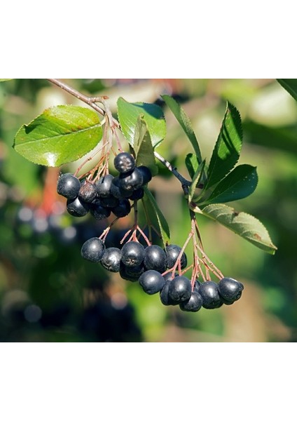 Galicjanka Aronia Aronya Fidanı