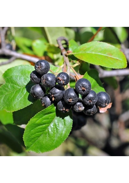 Galicjanka Aronia Aronya Fidanı