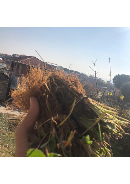 5'li Fern Çilek Fidesi Açık Kök Taze Söküm ve Frigo