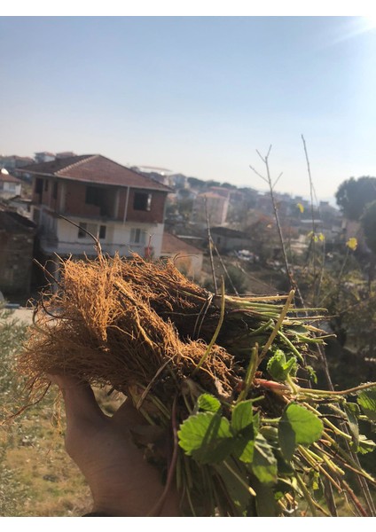 5'li Fern Çilek Fidesi Açık Kök Taze Söküm ve Frigo