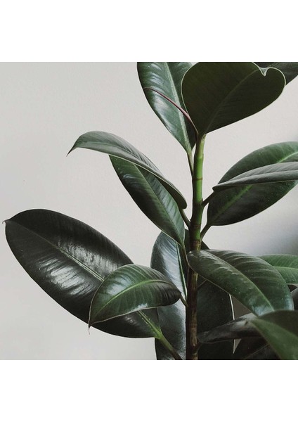 Kauçuk Bitkisi Ficus Elastica