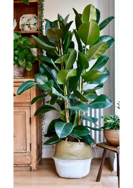 Kauçuk Bitkisi Ficus Elastica