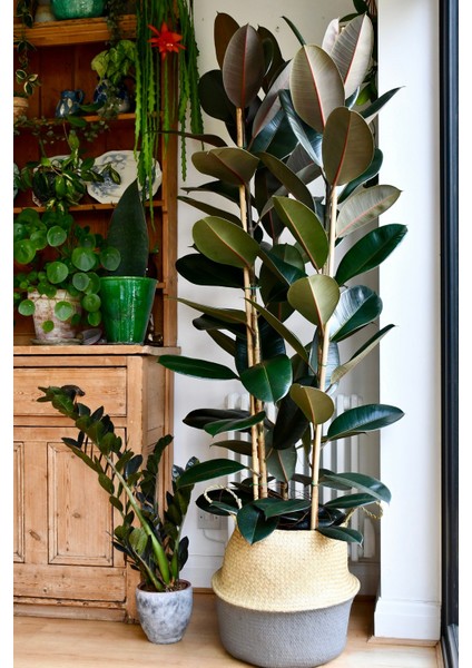 Kauçuk Bitkisi Ficus Elastica