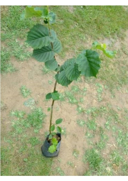 Cegel Ziraat Giresun Yağlısı Fındık Fidanı Tüplü Yaklaşık 80 cm 2 Yaşında