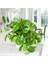 Salon Sarmaşığı Pothos Ev Ofis Bitkisi 3