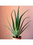 Aloe Vera Bitkisi - 40-52 cm Uzunlukta - Üretim saksı ile birlikte 1