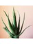 Aloe Vera Bitkisi - 40-52 cm Uzunlukta - Üretim saksı ile birlikte 2