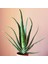 Aloe Vera Bitkisi - 40-52 cm Uzunlukta - Üretim saksı ile birlikte 3