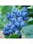 Denise Blue Yaban Mersini 1