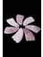 Gua Sha Pembe Kuvars Taşı (9.5 Cm) - Yüz Cilt Masaj Taşı - MS0022 2