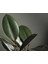 Kauçuk Bitkisi Ficus Elastica 2