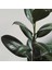 Kauçuk Bitkisi Ficus Elastica 3