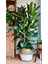 Kauçuk Bitkisi Ficus Elastica 4