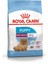 Mini Indoor Puppy 1.5 kg 1