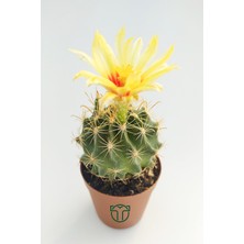 Toptan Kaktüs - Thelocactus Ideas Çiçek Açan Kaktüs 5.5 cm