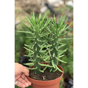 Büyük Boy Opuntia Subulata Kaktüs Sukulent