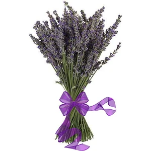 Dr. Lavender Kurutulmuş Lavanta Demeti 100 Dal Lavanta Bahçesinden Lavanta Çiçeği