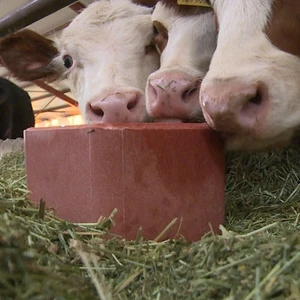 Royal İlaç Mineral Block 10 kg 2 Adet