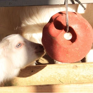 Royal İlaç Selco Block 10 kg 2 Adet