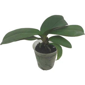 Çiçeksiz Mini Orkide Fidesi (5,5 cm Saksıda)