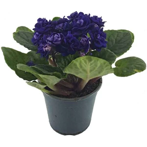 Saintpaulia Purple - Afrika Menekşesi (10 cm Saksıda)