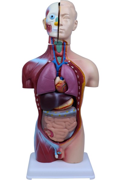 Emin İş Eğitim Vücut Anatomisi