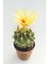 Toptan Kaktüs - Thelocactus Ideas Çiçek Açan Kaktüs 5.5 cm 3