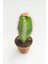 Toptan Kaktüs Cereus Validus 5.5 cm Saksıda 3