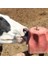 Mineral Block 10 kg 2 Adet 2