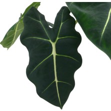 Betonish -  Alocasia Frydek - Ev ve Ofis Bitkisi