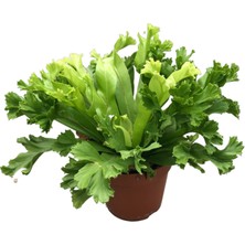 Betonish - Asplenium Crissie