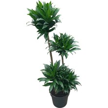 Betonish Dracaena Compacta