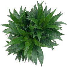 Betonish Dracaena Compacta