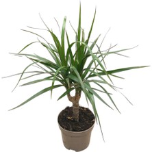 Betonish Dracaena Marginata (Dragon Ağacı)