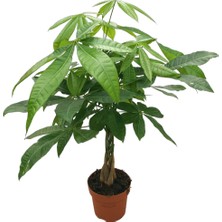 Betonish Pachira Aquatica (Para Ağacı)