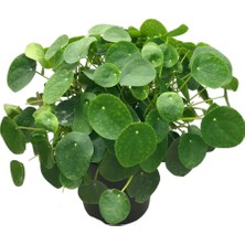 Betonish -  Pilea Peperomioides - Ev ve Ofis Bitkisi